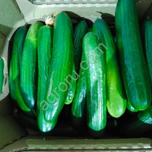 Огурцы