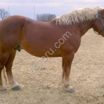 Лошади на убой