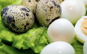 Перепелиные яйцо