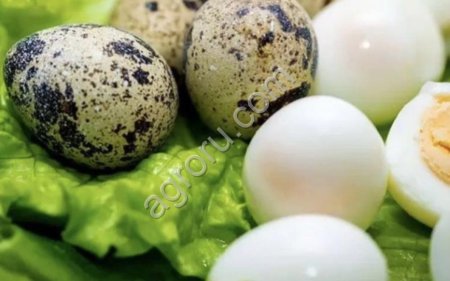 Перепелиные яйцо