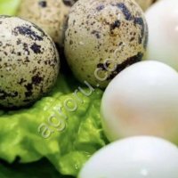 Перепелиные яйцо