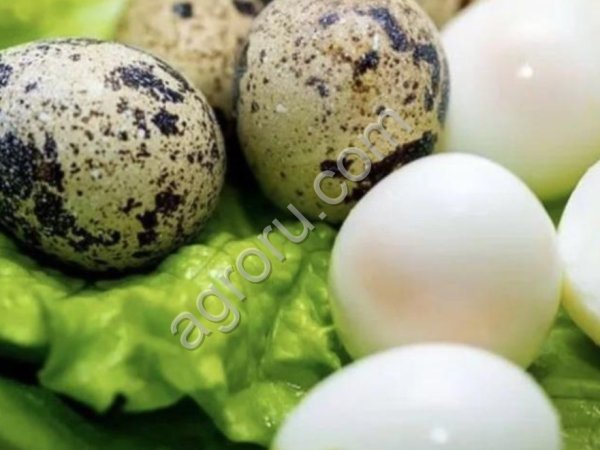 Перепелиные яйцо