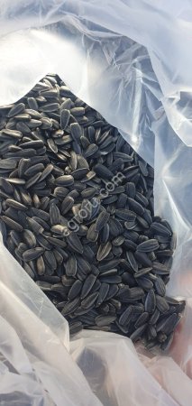 Семена подсолнечника Посейдон