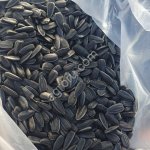 Семена подсолнечника Посейдон