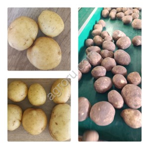 Картофель продовольственный ( семенной)
