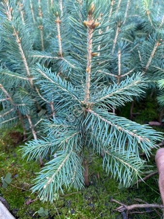 Ель колючая Глаука