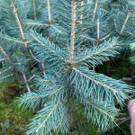 Ель колючая Глаука