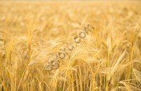 Фермерское хозяйство.