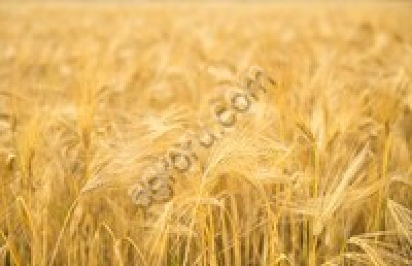 Фермерское хозяйство.