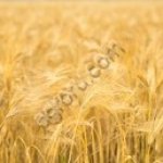 Фермерское хозяйство.