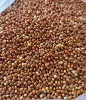 Просо кормовое красное и белое