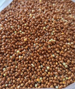 Просо кормовое красное и белое