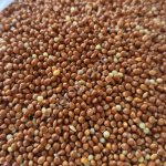 Просо кормовое красное и белое