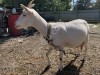 Зааненские козы