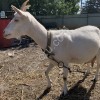 Зааненские козы