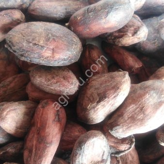 Какао бобов