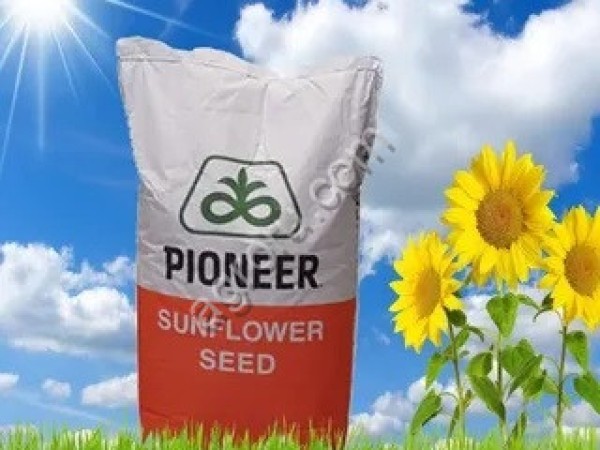 Гибриды семян подсолнечника П63ЛЛ06 (Пионер, Pioneer)