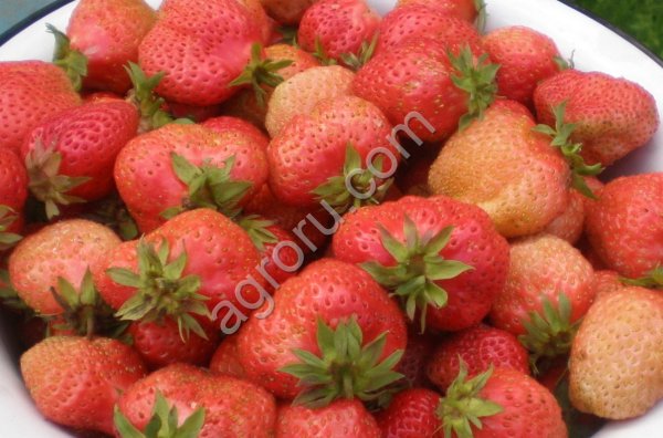 Клубника Ананасная крупноплодная рассада