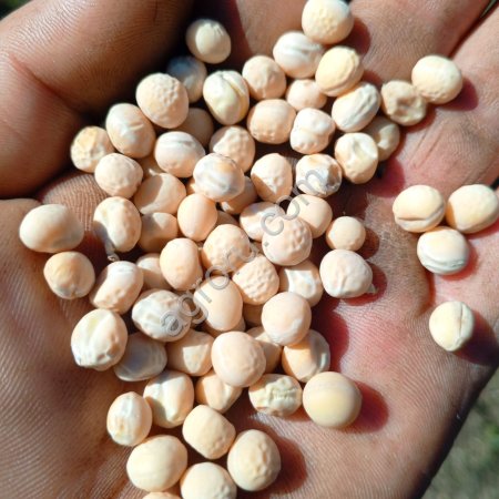 Горох продовольственный