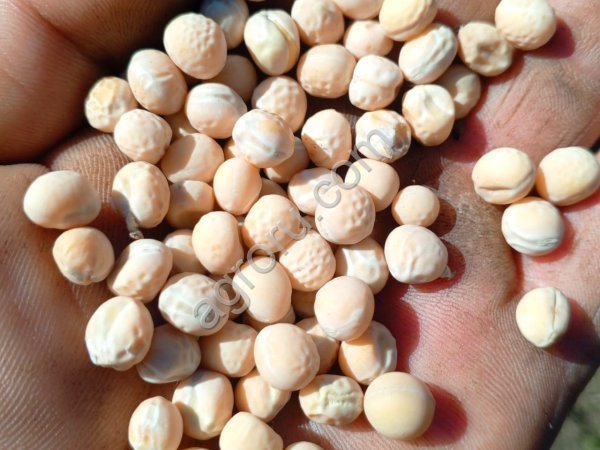 Горох продовольственный