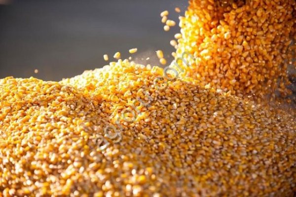 Terminal. Кукуруза кормовая. Продажа.