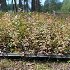 Саженцы голубики в кассетах, 10-15см,оптом