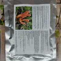 Экстракт Кордицепса, 100 гр,