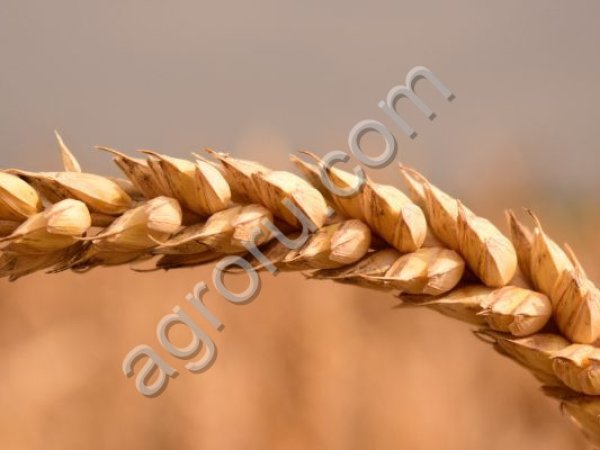 Пшеница
