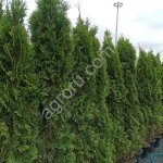 Туя в ассортименте