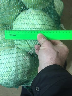 капуста белокочанная