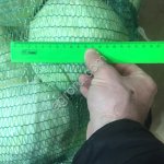 капуста белокочанная