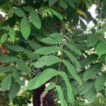 Орех маньчжурский