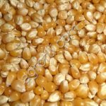 Кукуруза фуражная