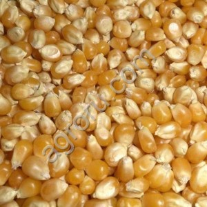 Кукуруза фуражная