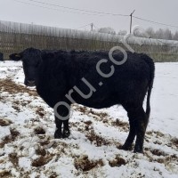 Абердин Ангус