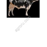 Племенные нетели Голштинской породы