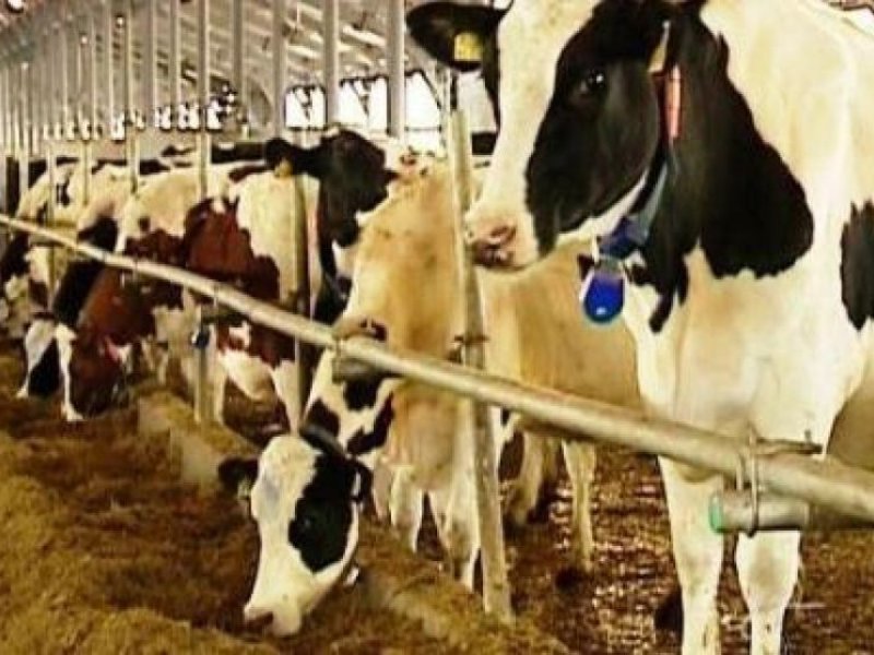 Краткий обзор рынка молока