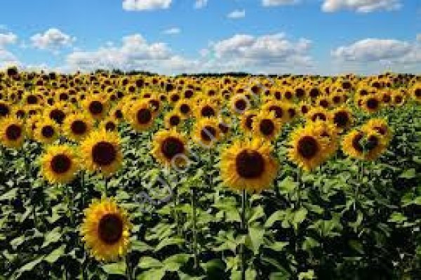 сельхоз земли