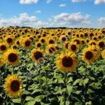 сельхоз земли