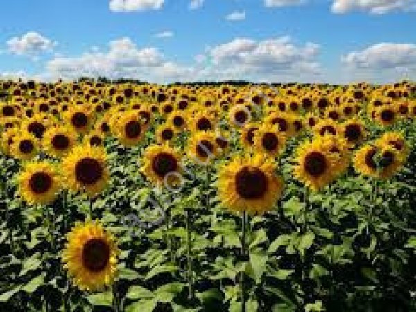 сельхоз земли