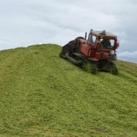 Силос кукурузный