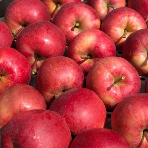 Яблоко оптом от производителя