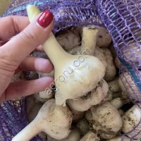 Молодой чеснок сорт Любаша