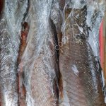 Свежемороженный Морской Сазан