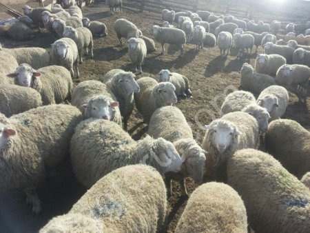 Бараны.Баран.Баранчики