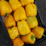 Болгарский Перец