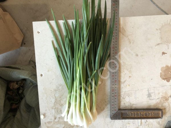 Зелёный лук
