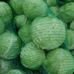 Капуста белокочанная