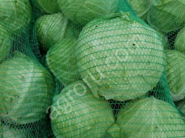Капуста белокочанная