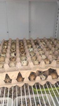 Инкубационное яйцо техасца